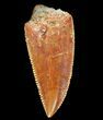 Serrated, Raptor Tooth - Morocco #72614-1